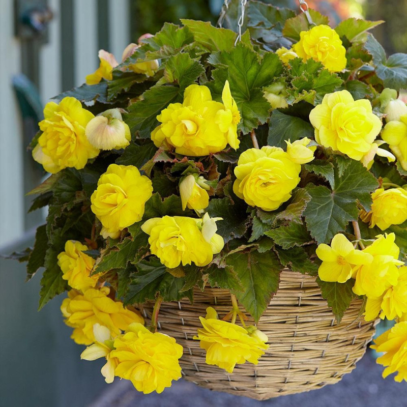 Begonia Curgătoare Grandiflora Galbenă.