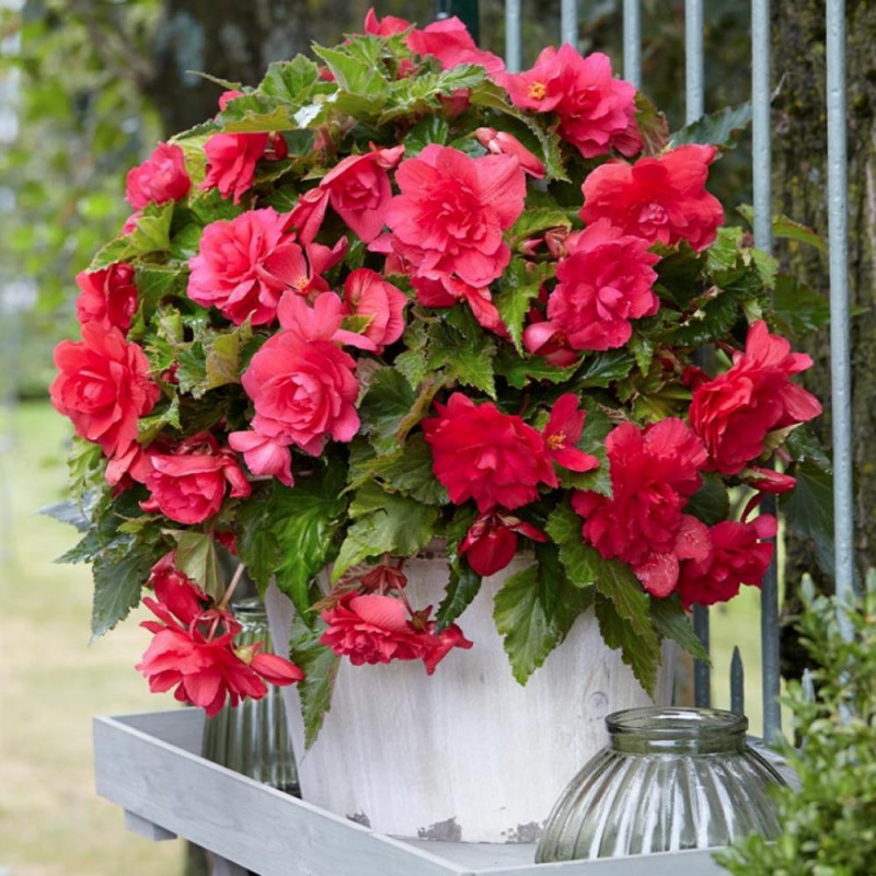 Begonia Red Grandiflora Curgătoare | 2 Bulbi/Pachet