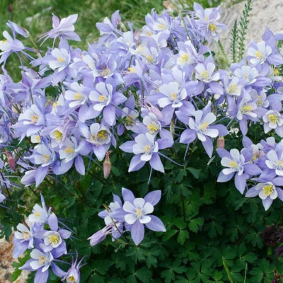 Căldărușe "Origami Blue & White" - Rădăcină