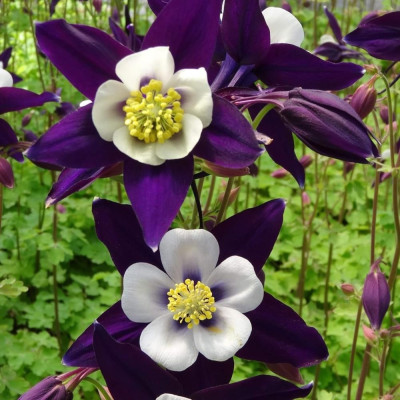 Căldărușe "Swan Violet and White" - Rădăcină - Bulbshop