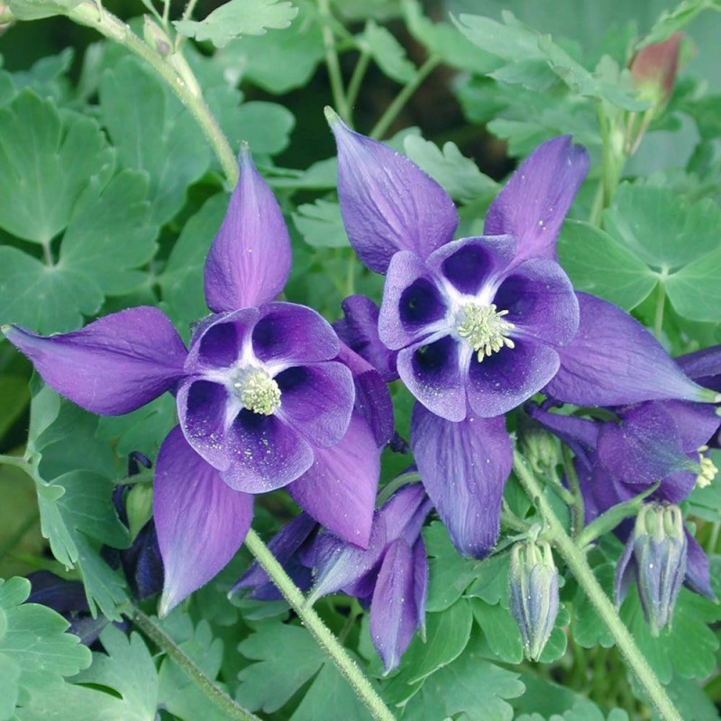 Căldărușe "Aquilegia alpina" - Rădăcină - Bulbshop