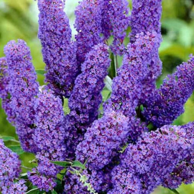 Liliac de Vară Buddleja Mov | Fluturi în Grădina Ta.