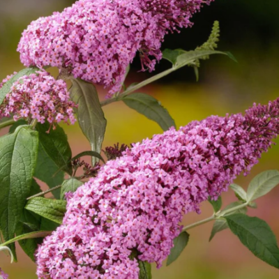 Liliac de Vară Buddleja Albastru | Magnet pentru Fluturi.