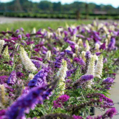 Liliac de Vară Buddleja Duo | Alb și Mov la Ghiveci.