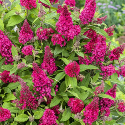 Liliac de Vară Buddleja Roșu | Rubin Vibrant la Ghiveci.