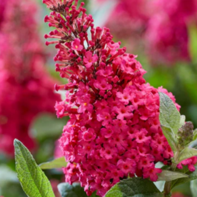 Liliac de Vară Buddleja Summer Beauty 60-70cm | Bulbshop