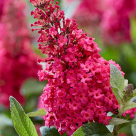 Liliac de Vară Buddleja Summer Beauty 60-70cm | Bulbshop