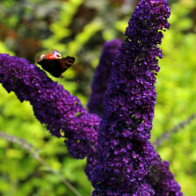Liliac de Vară Buddleja Mov Intens | Festival de Fluturi .