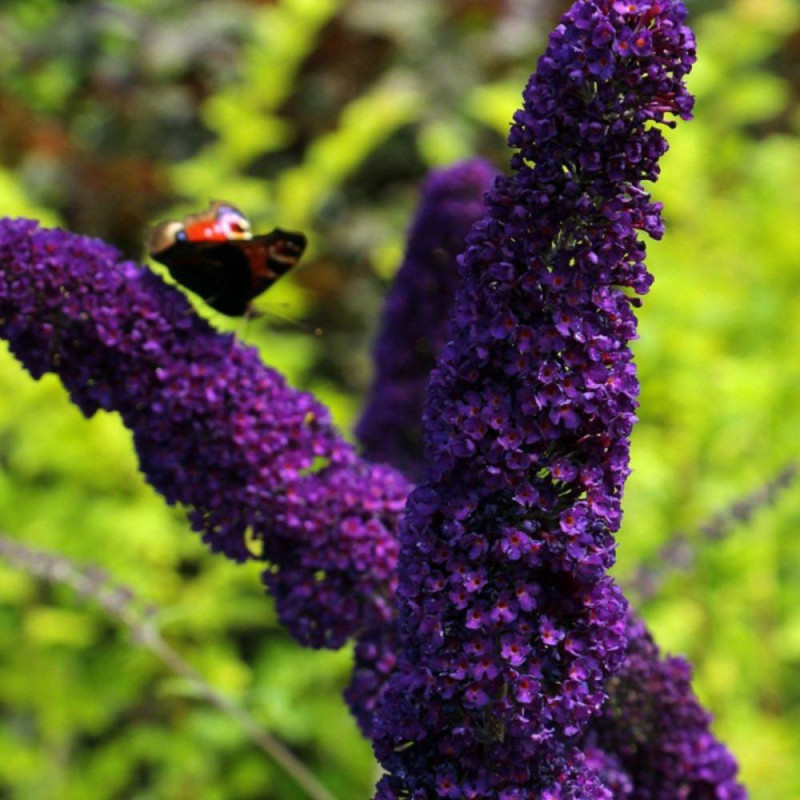 Liliac de Vară Buddleja Mov Intens | Festival de Fluturi .