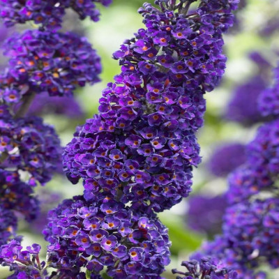 Liliac de Vară Buddleja Mov | Magnet pentru Fluturi.