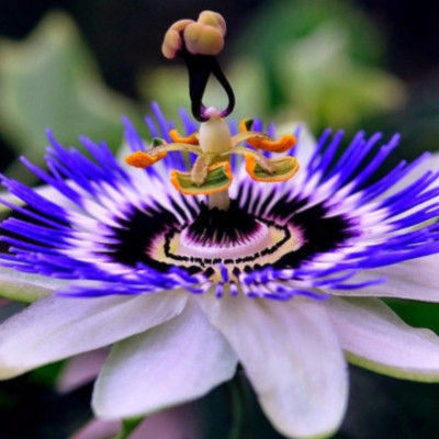 Passiflora Caerulea "Rare" Ghiveci 2L - 50cm