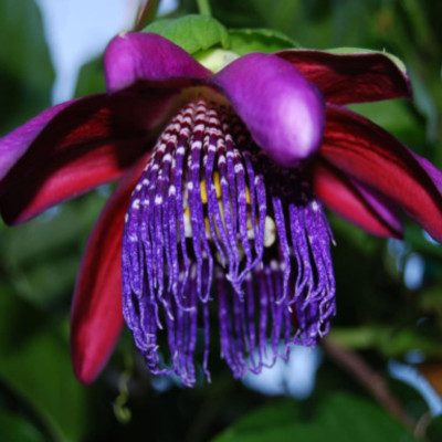 Passiflora Edulis "Clasica" Ghiveci 2L - 70cm