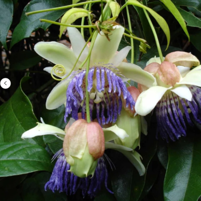 Passiflora (Floarea Pasiunii) Caerulea Ghiveci 2L - 70cm