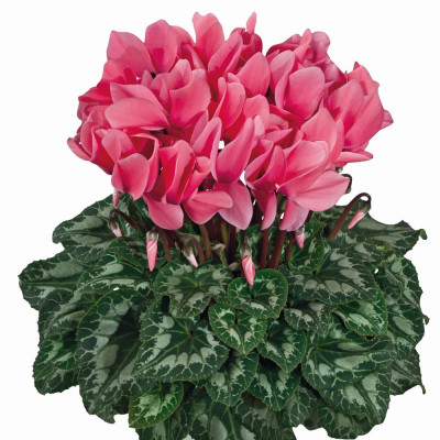 Bulbi de Cyclamen Diva, Parfum Roz Intens.