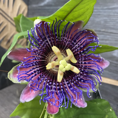 passiflora la ghiveci, calibru la livrare 70cm
