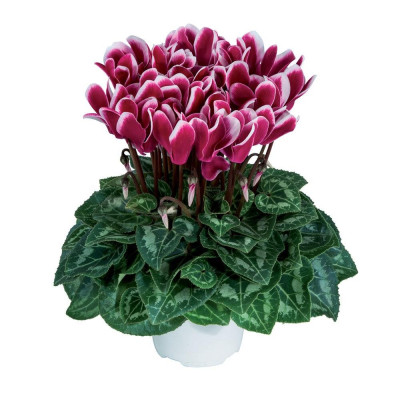 Cyclamen Fantasia: Bulbi de Cyclamen - Culori în Grădina Ta