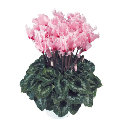 Cyclamen Hailos: Bulbi de Cyclamen cu Flori Spectaculoase.