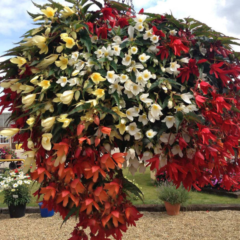 Bulbi Begonia Boliviensis Mix - Pachet 6 Bucăți | Bulbshop.ro