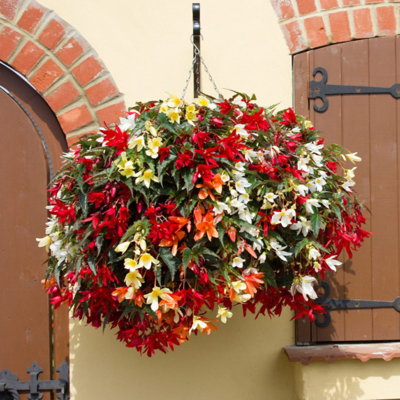 Bulbi Begonia Boliviensis Mix - Pachet 6 Bucăți | Bulbshop.ro