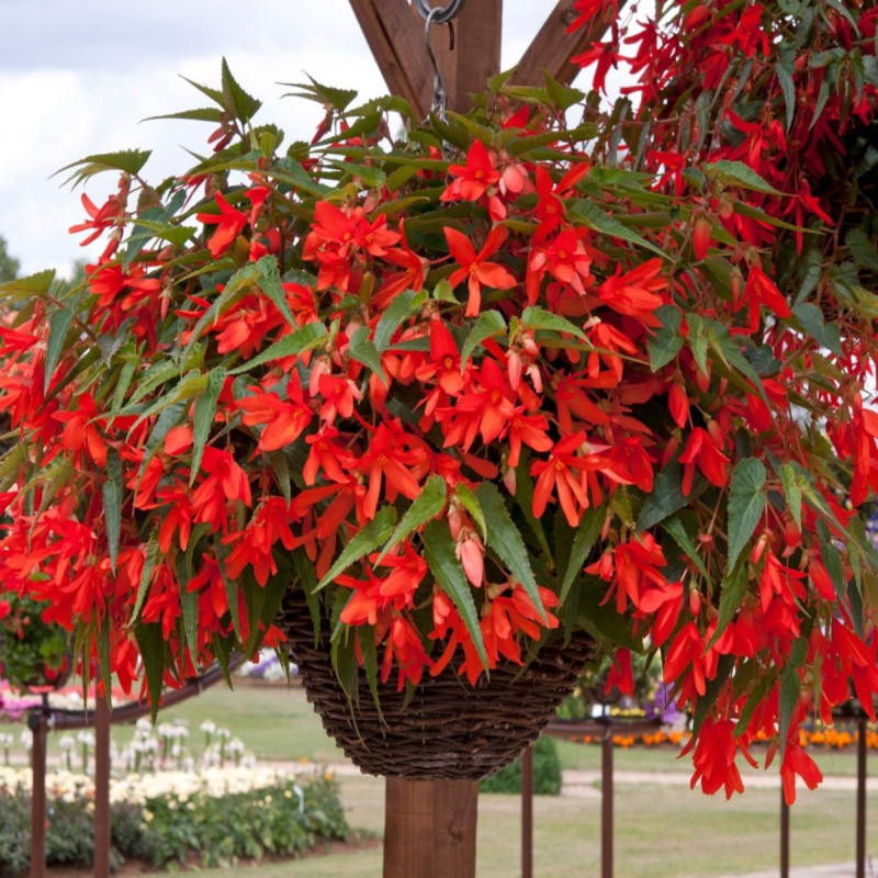 Begonia Boliviensis Portocalie .