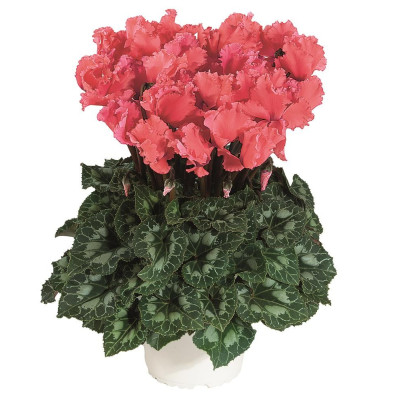 Cyclamen Curly Salmon: Bulbi de Cyclamen cu Flori Ondulate