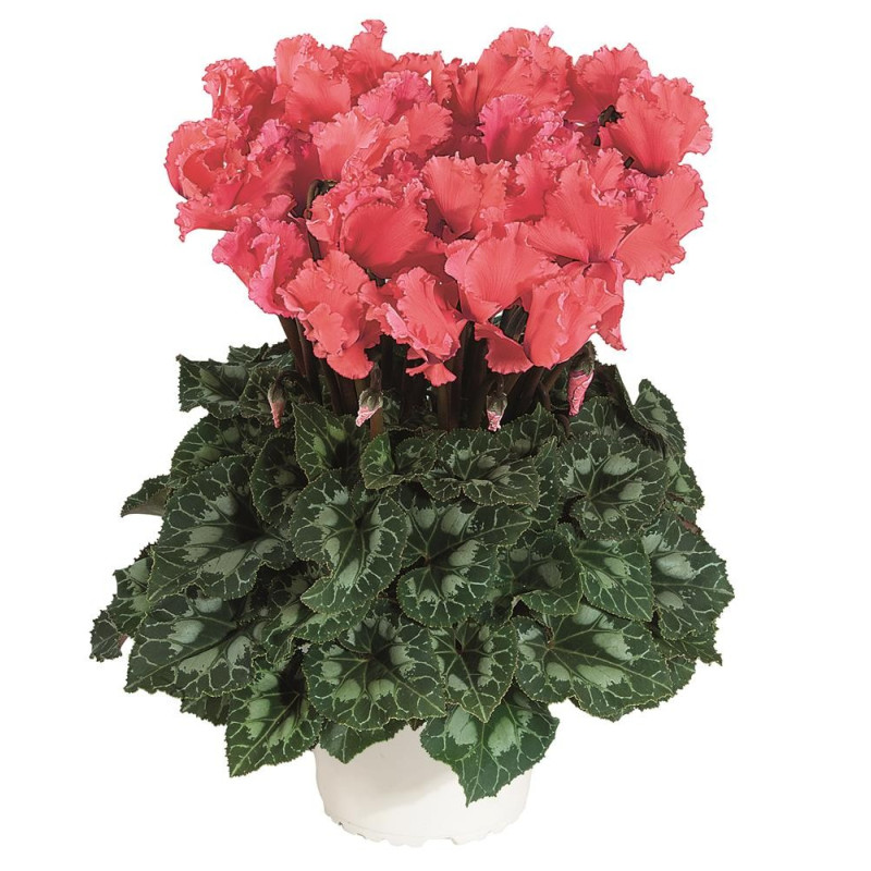 Cyclamen Curly Salmon: Bulbi de Cyclamen cu Flori Ondulate