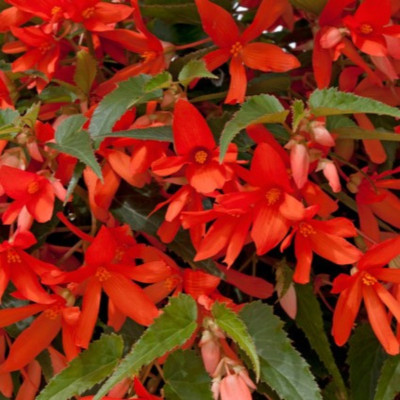 Begonia Boliviensis Portocalie .