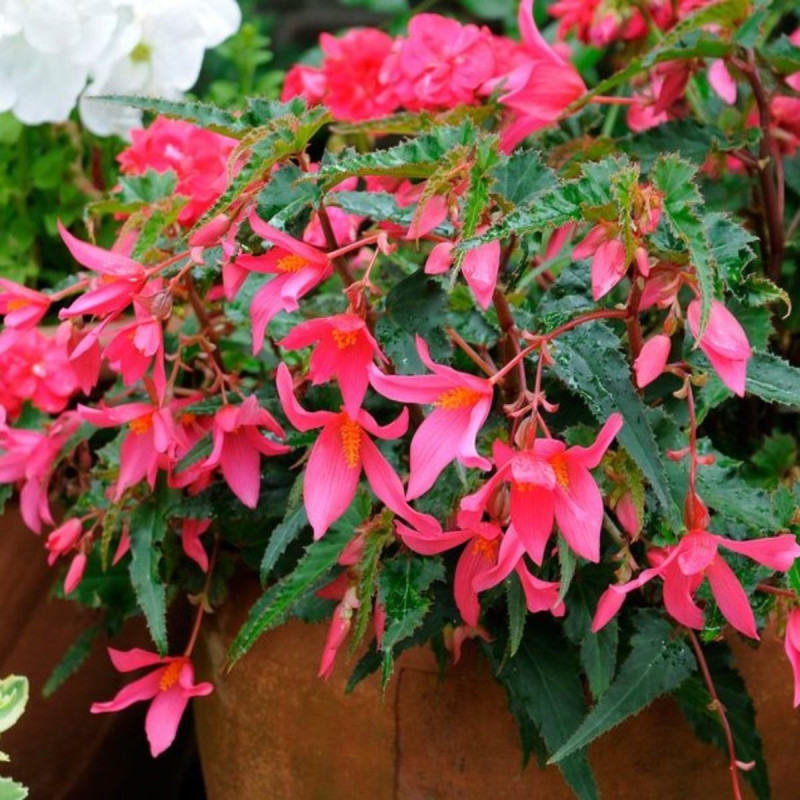 Begonia Curgătoare Boliviensis Roz | 2 Bulbi/Pachet