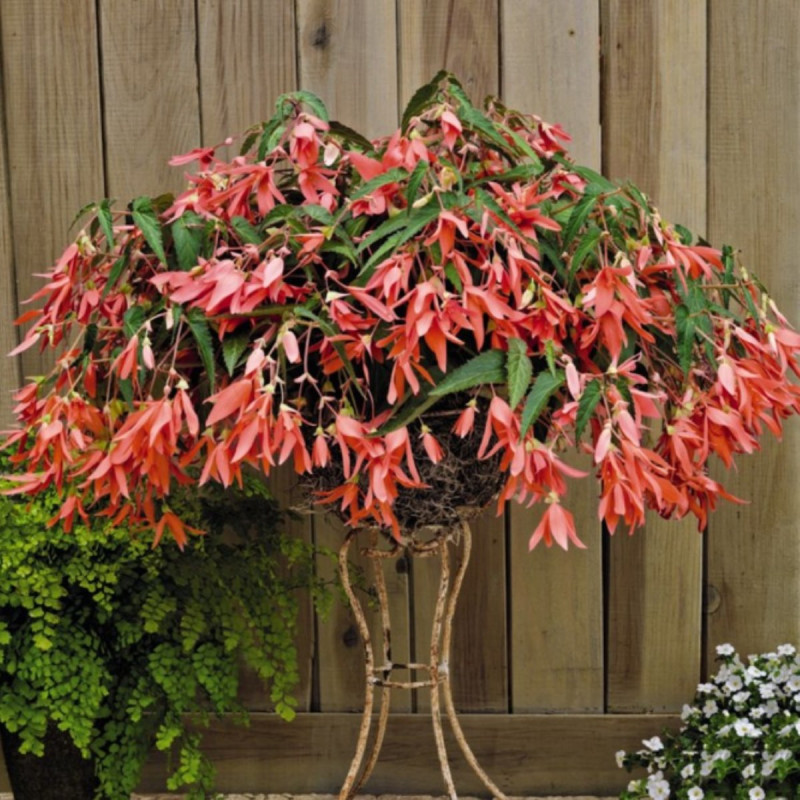 Begonia Curgătoare Boliviensis Roz | 2 Bulbi/Pachet
