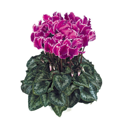 Cyclamen Curly Purple: Bulbi de Cyclamen cu Flori Ondulate.