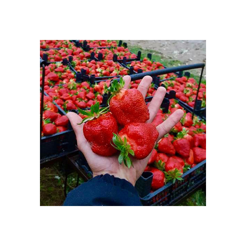 Stoloni Căpșuni Roxana | Soi Românesc Productiv la Ghiveci.