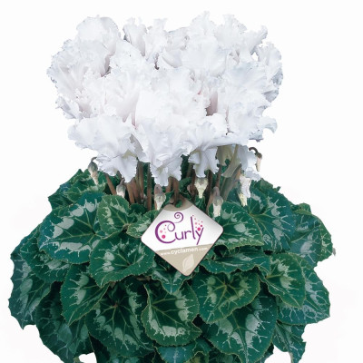 Cyclamen Alb: Bulbi de Ciclama pentru o Eleganță Pură.