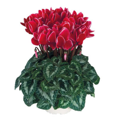Cyclamen Red Satisfaction: Bulbi de Ciclama Rosie.