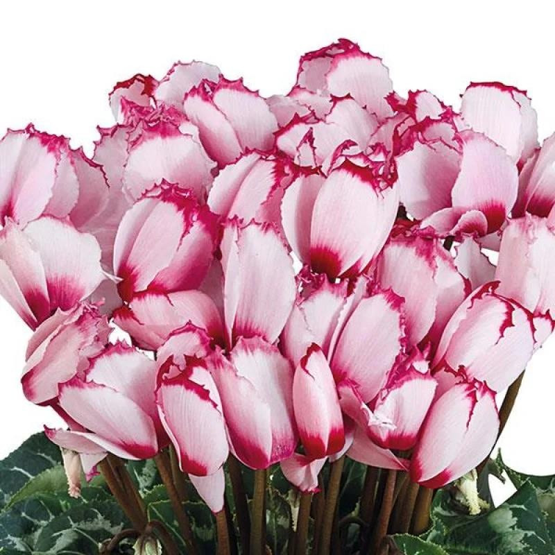 Cyclamen Rose With Eye Curly: Bulbi de Ciclama Roz.
