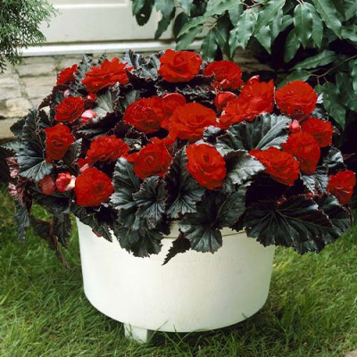 Begonia Curgătoare Grandiflora Roșie la Ghiveci.