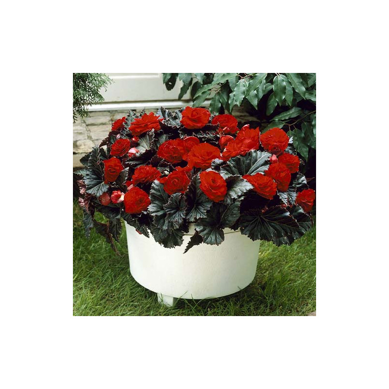 Begonia Curgătoare Grandiflora Roșie la Ghiveci.