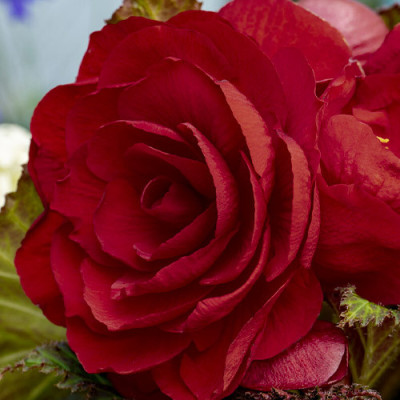 Begonia Roșie Curgătoare - 2 Bulbi/Pachet | Cumpără Online
