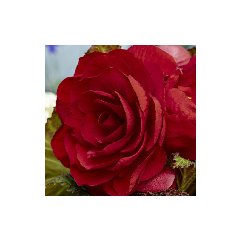 Begonia Roșie Curgătoare - 2 Bulbi/Pachet | Cumpără Online