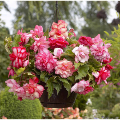 Begonia Curgătoare Double Pink la Ghiveci - Cascadă de Trandafiri Roz