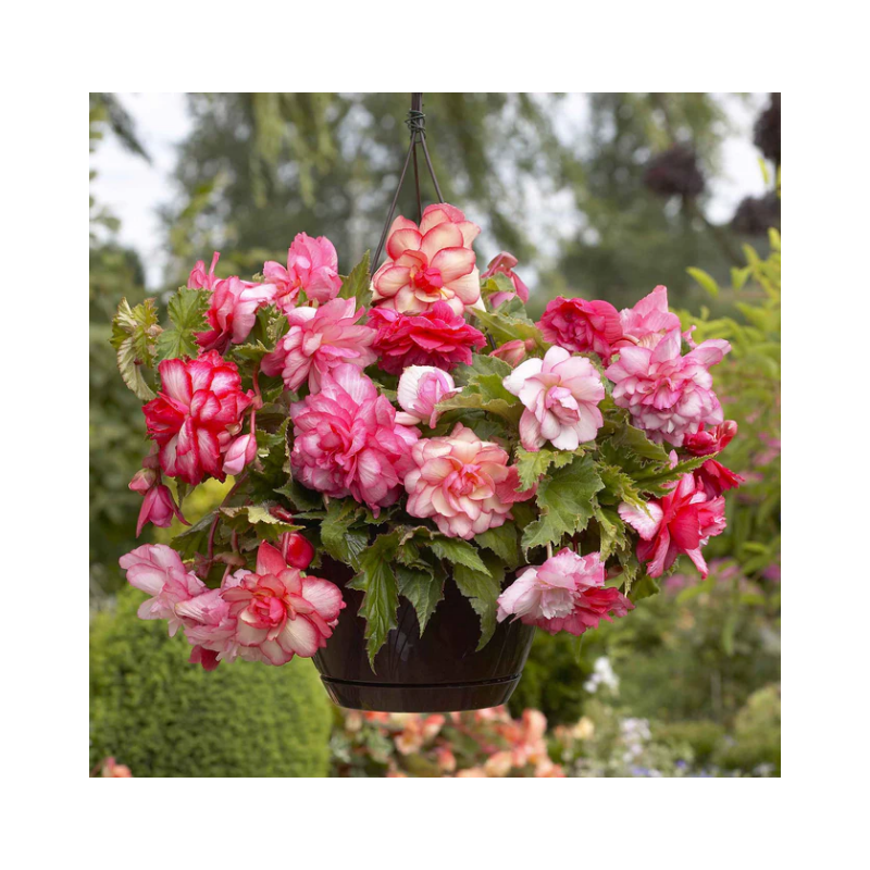 Begonia Curgătoare Double Pink la Ghiveci - Cascadă de Trandafiri Roz