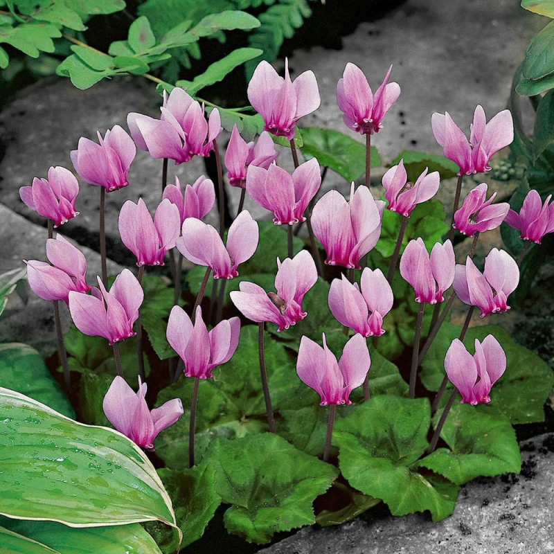Cyclamen Hederifolium: Bulbi de Cyclamen pentru Toamna.