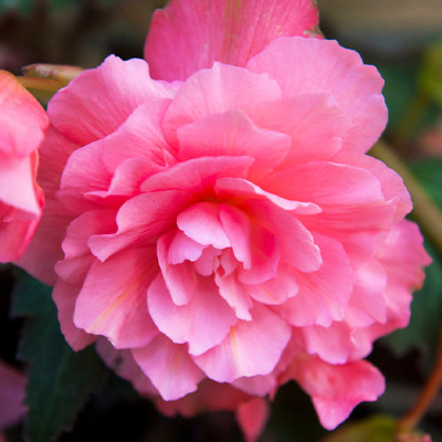 Begonia Curgătoare Roz cu Floare Bătută la Ghiveci - Comanda acum!