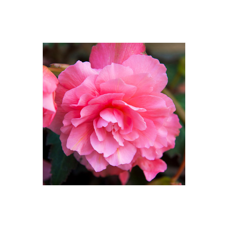 Begonia Curgătoare Roz cu Floare Bătută la Ghiveci - Comanda acum!
