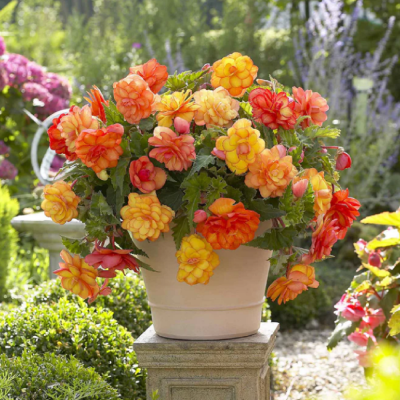 Bulbi Begonia Curgatoare Grandiflora Portocalie - Bulbshop