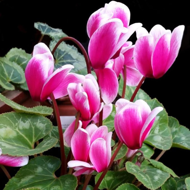 Cyclamen White and Pink: Bulbi de Cyclamen Culori Delicate.