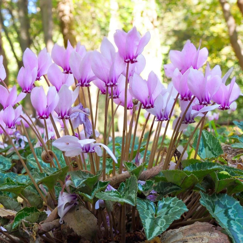 Cyclamen Light Purple: Bulbi de Cyclamen, o Eleganță Discretă.