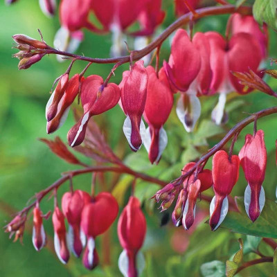 Dicentra Spectabilis - Radacina Cerceii Doamnei Bleeding Heart