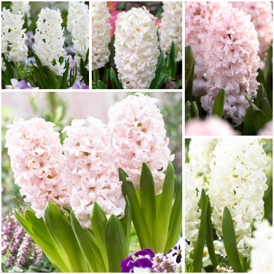 Bulbi Zambile Nuante Rozuri Delicate 10 buc | BulbShop.ro