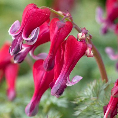 Dicentra 'Fire Island' Cerceii Doamnei - Bulbi Flori de Gradina