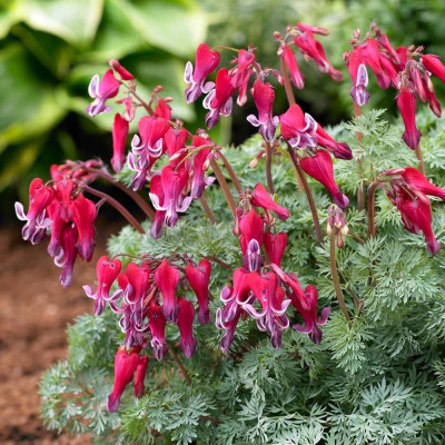 Dicentra 'Fire Island' Cerceii Doamnei - Bulbi Flori de Gradina